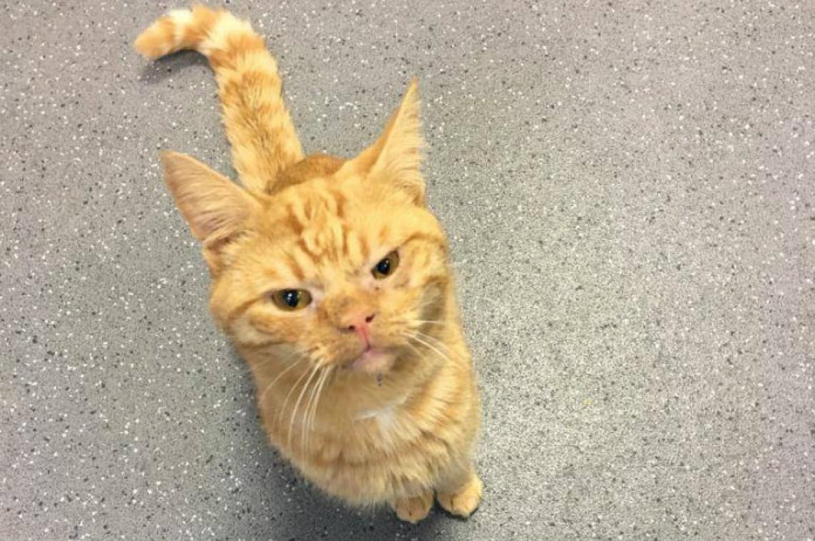 Deze kater heeft voortdurend een 'resting grumpy face'