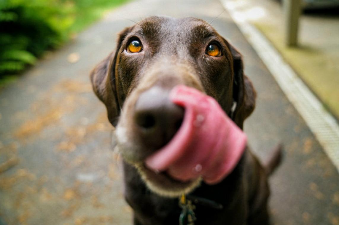 Geef jij deze honden een nieuwe thuis?