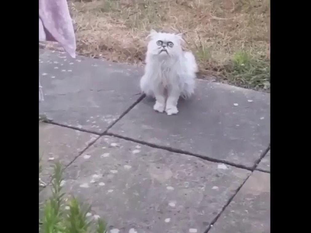 VIDEO. Starende kat jaagt filmer stuipen op het lijf