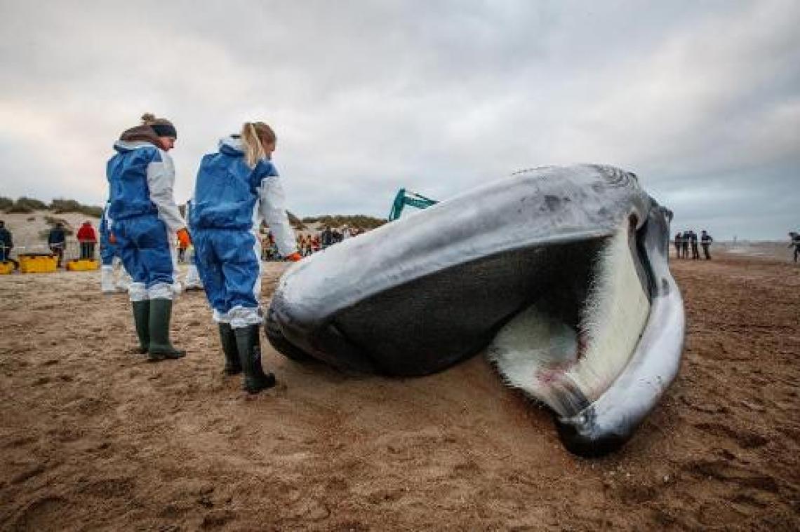 Aangespoelde vinvis in De Haan stierf wellicht natuurlijke dood