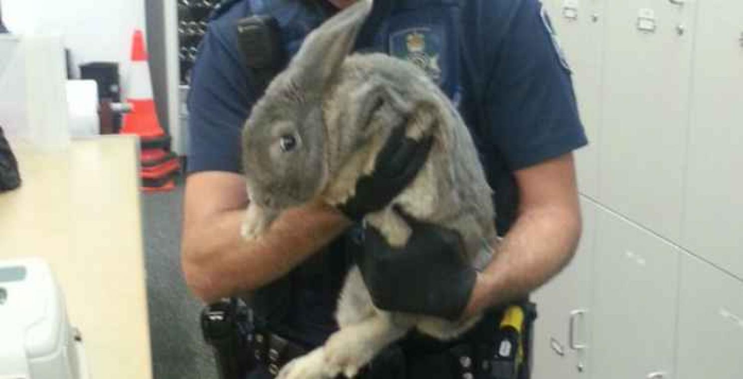 Is dit een konijn of een forse cavia?