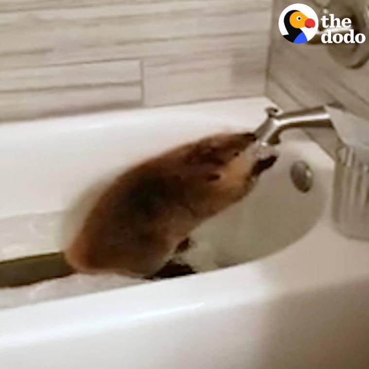 VIDEO. Bever maakt dammen met knuffels