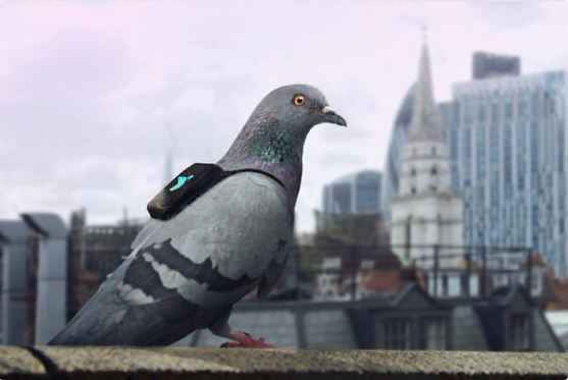 Duiven meten luchtkwaliteit in Londen