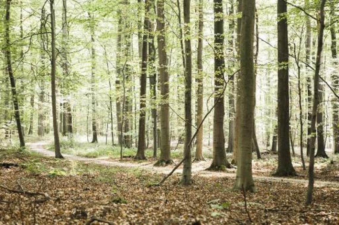 Vierkante meter bos voor elke deelnemer Klimaatmars op 2 december