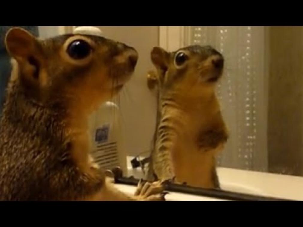 VIDEO. Zo reageren dieren als ze zichzelf in de spiegel zien