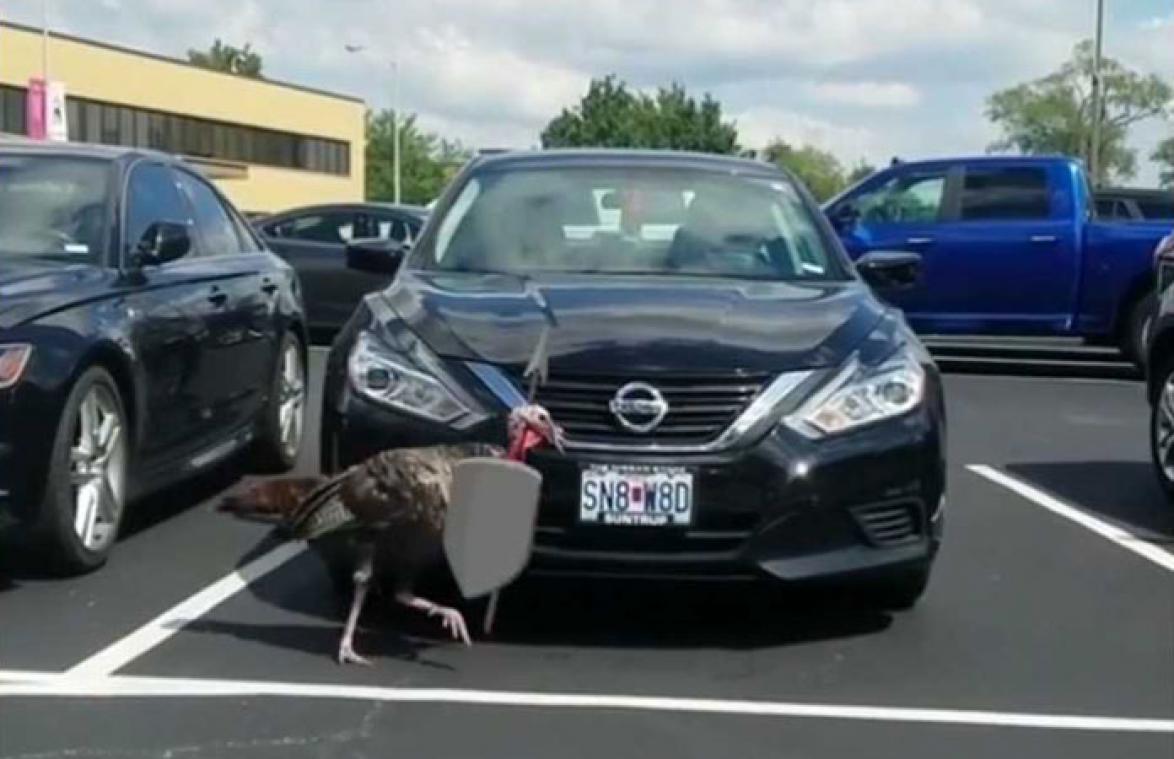 VIDEO. Dit is het meest hilarische antidiefstalsysteem ooit