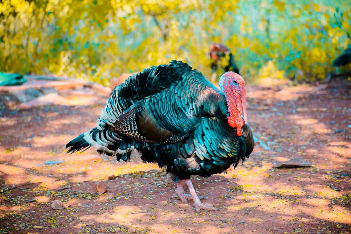 Thanksgiving diner met kalkoen en appels in de oven