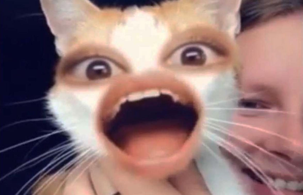 VIDEO. Face swap met kat is té grappig!