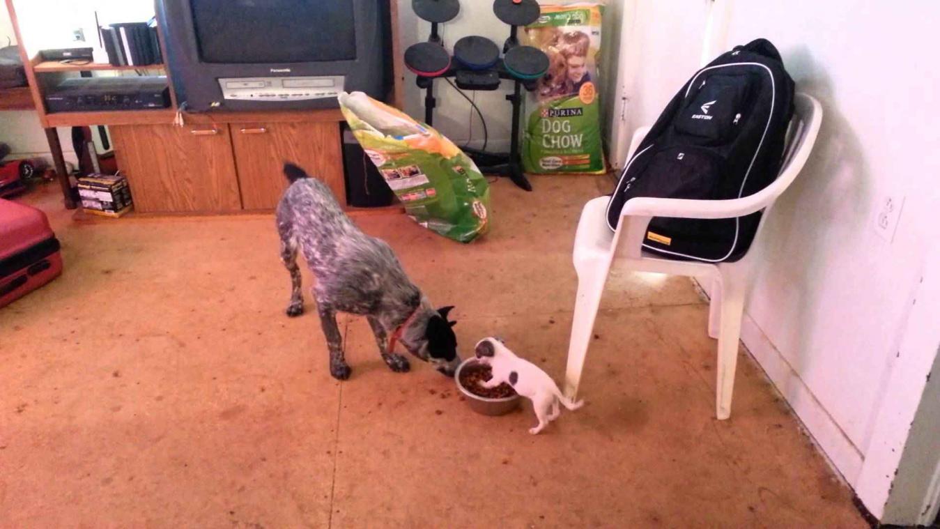Kleine puppy beschermt zeer efficiënt voedselkom tegen grote hond