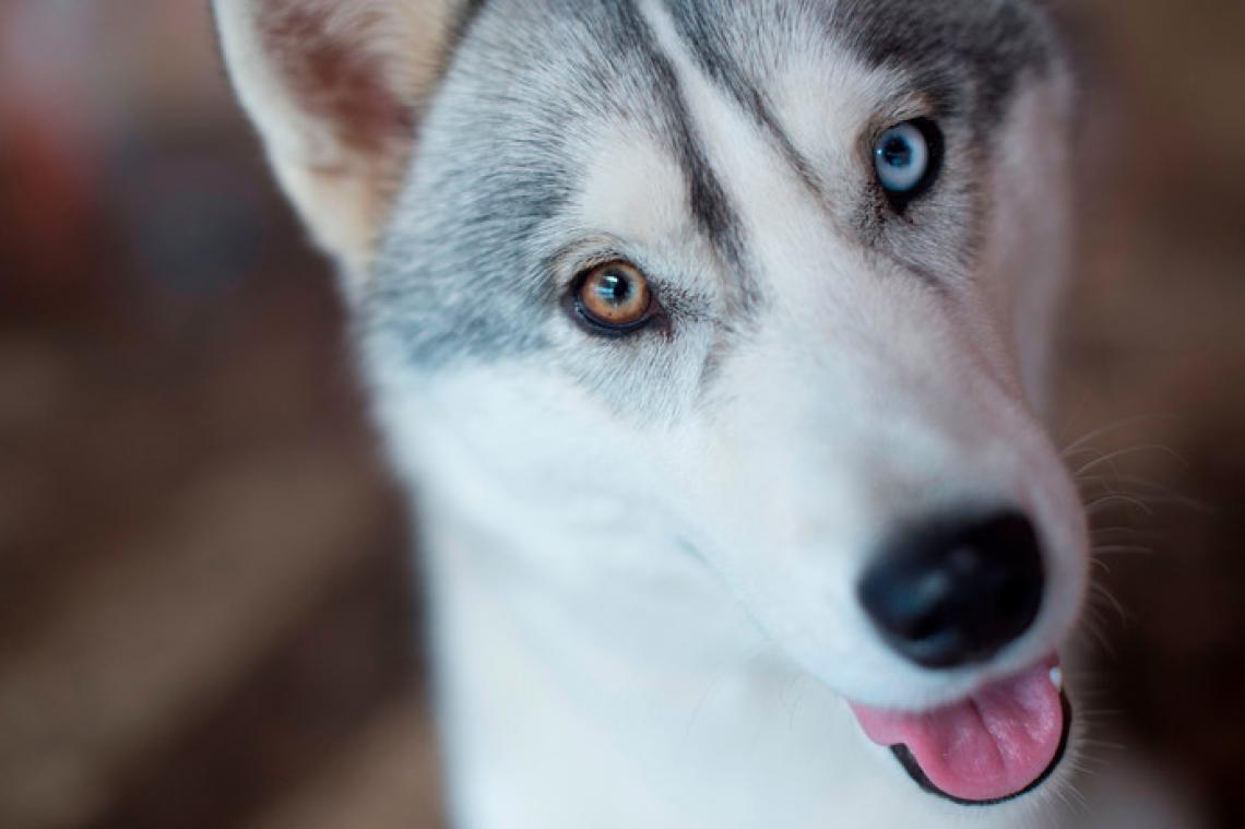 Hond duikt na anderhalf jaar 2000 km verder op