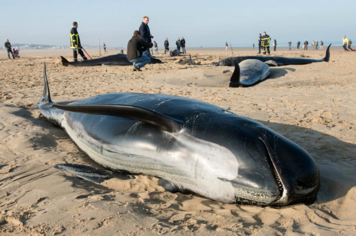 Bijna 150 grienden gestrand in Nieuw-Zeeland