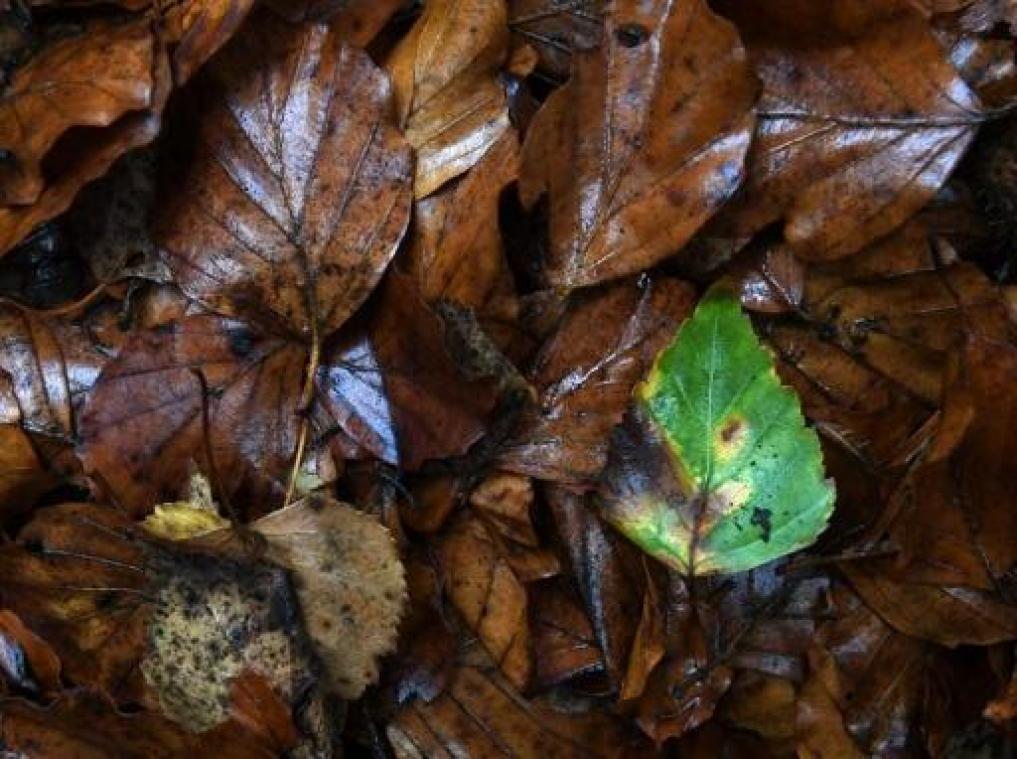 Weerbericht: woensdag neemt natte start, na de middag geleidelijk droger