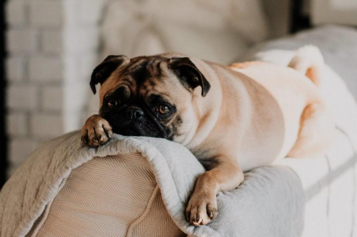 Geef jij deze honden een nieuwe thuis?