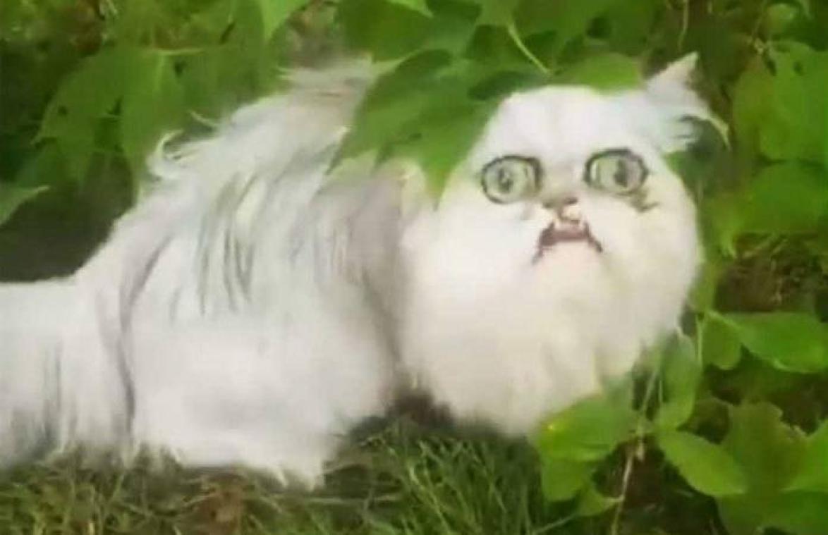 VIDEO. Meest angstaanjagende kat duikt weer op