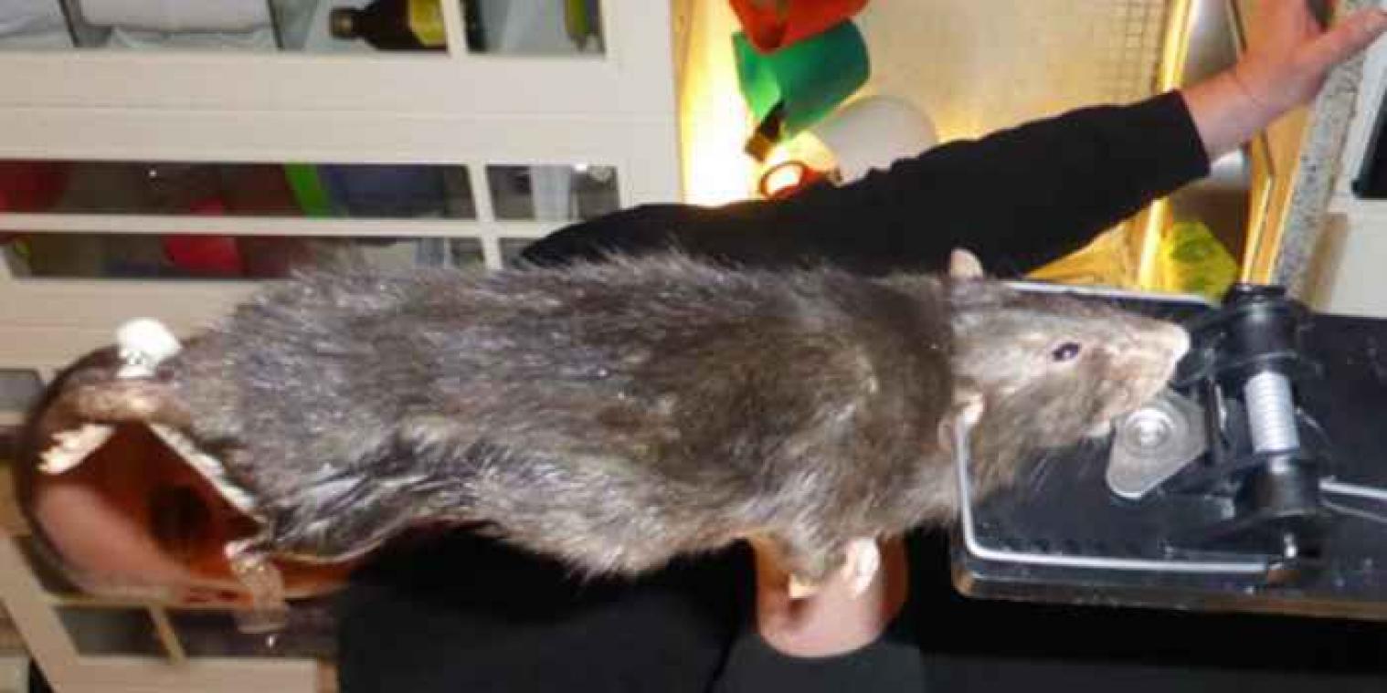Gigantische rat knaagt door betonnen muur en terroriseert familie