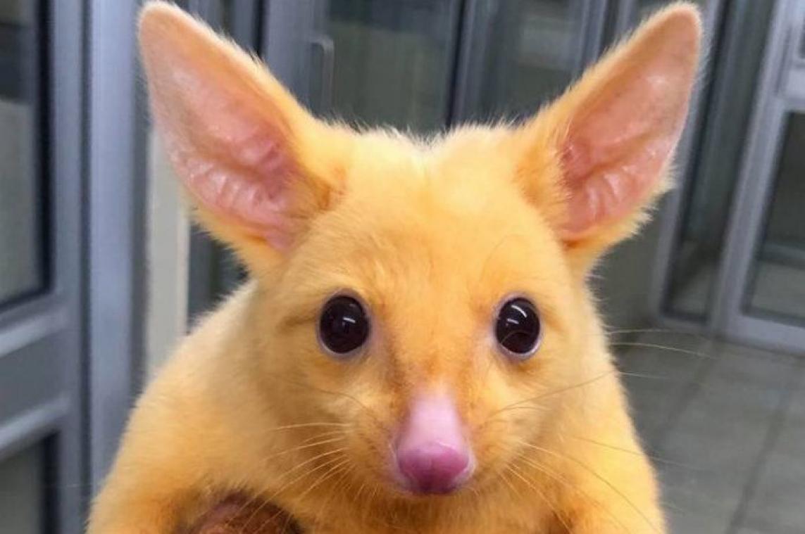 Deze buidelrat lijkt sprekend op Pikachu