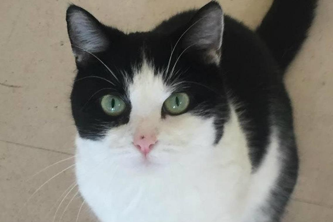 Zo kan je zien of je kat al dan niet ziek is
