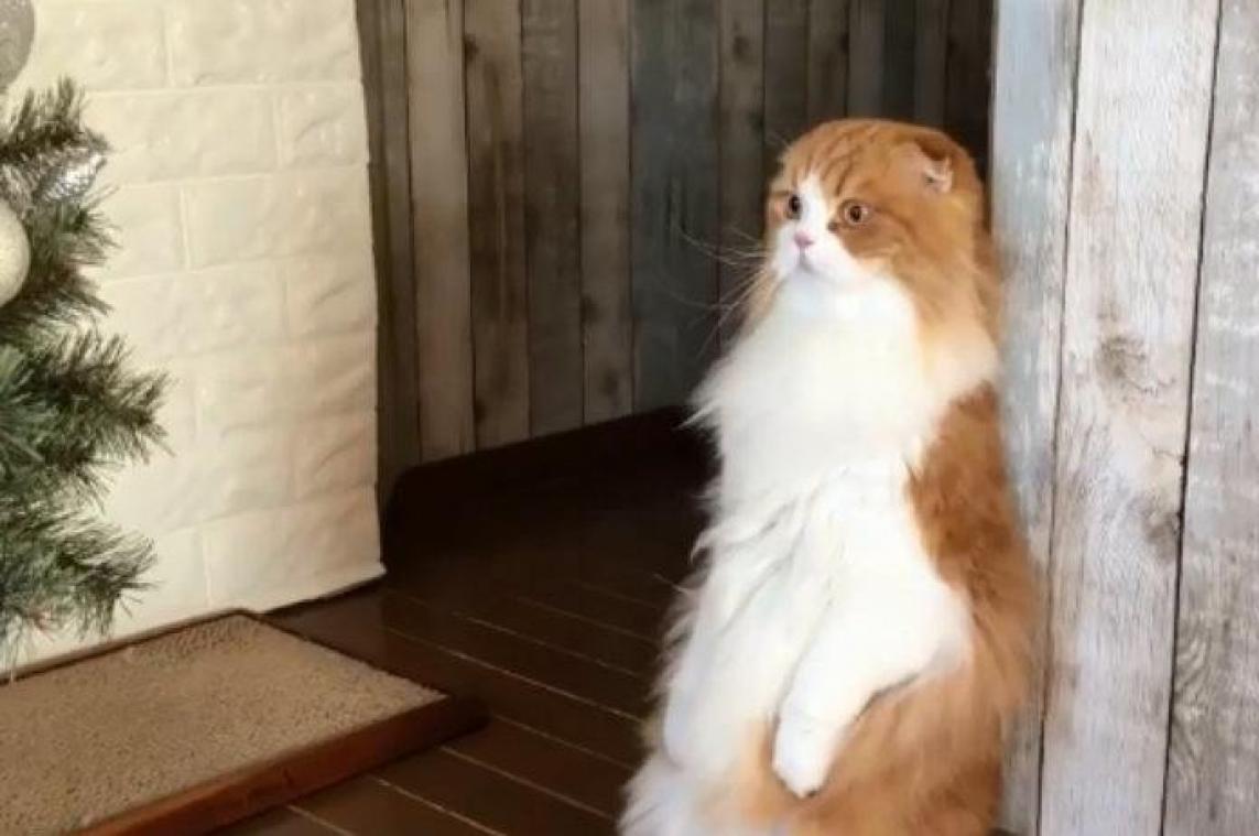 VIDEO. Kat is doodsbang van kerstboom