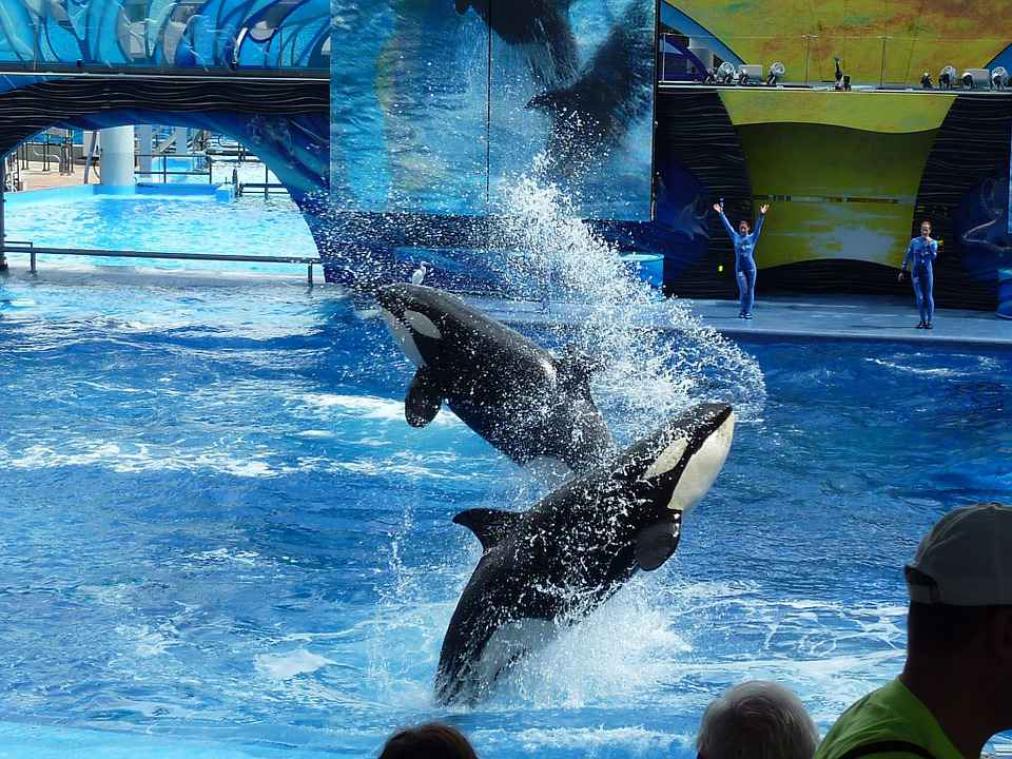 SeaWorld stopt met fokken   van orka's