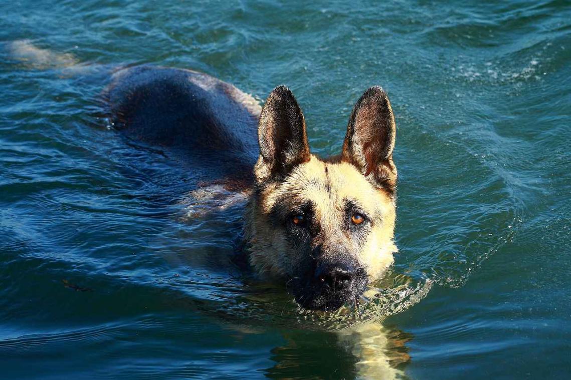 Hond valt overboord en is na vijf weken opnieuw terecht