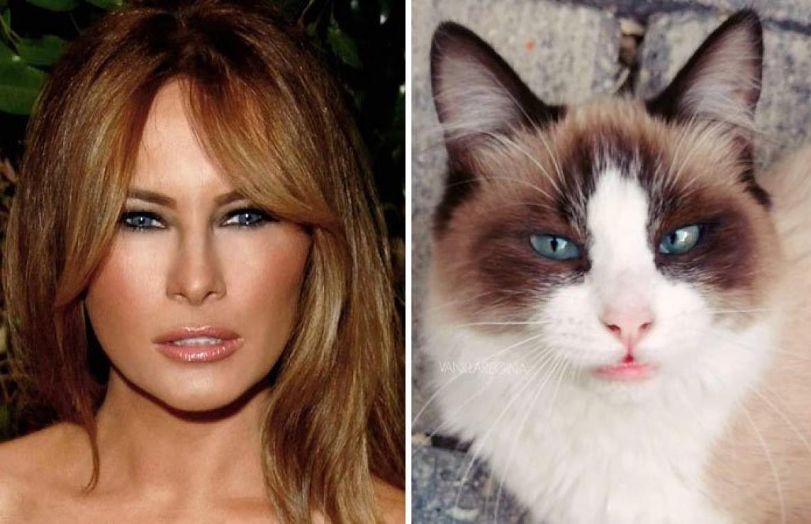 Kat lijkt op Melania Trump. Maar het antwoord is nóg grappiger!