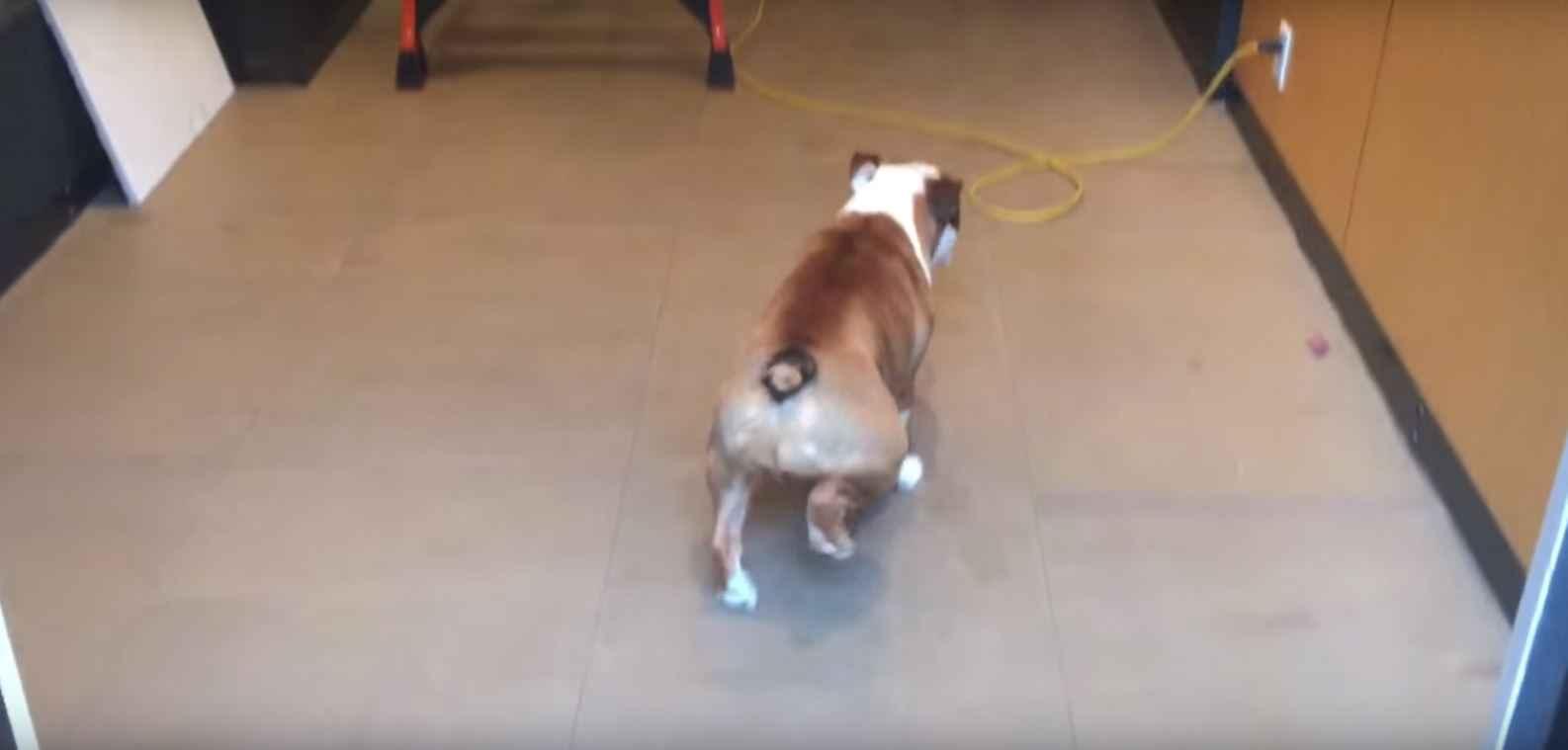 Hond met fobie voor kabels overwint zijn angst op een unieke manier
