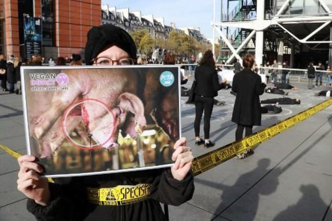 Animal Rights toont gruwelbeelden Nederlandse varkensfokkerijen