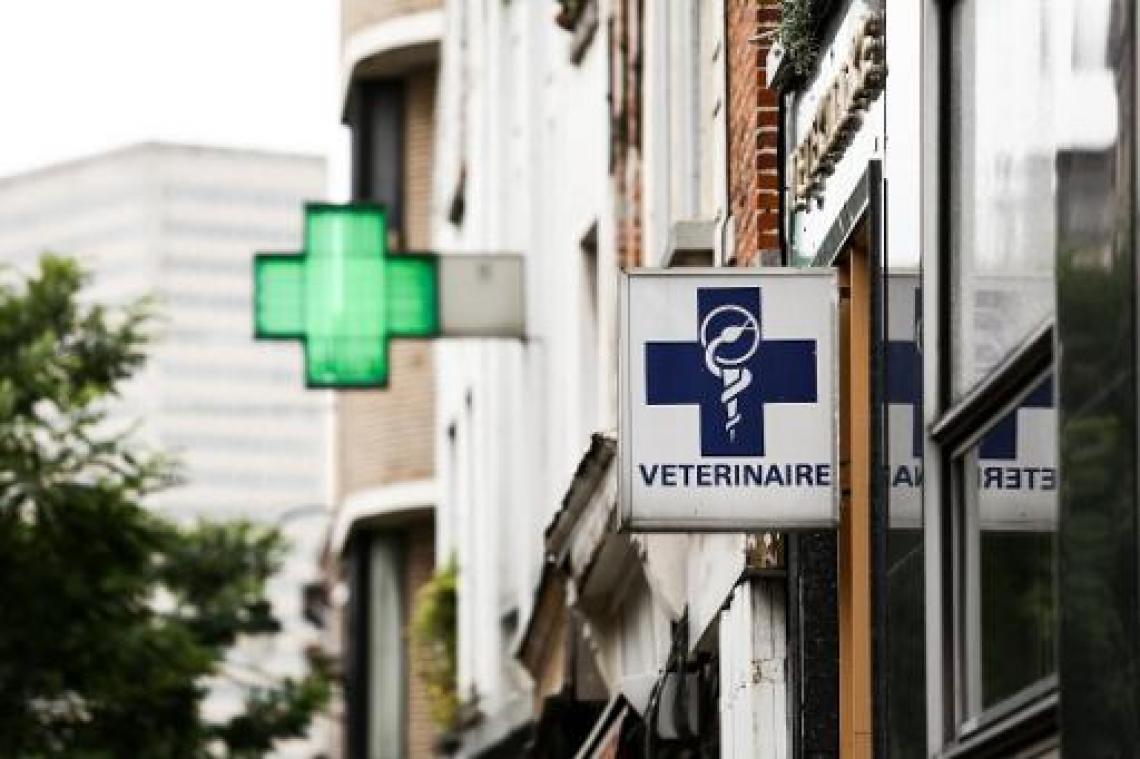 Brexit leidt tot stormloop op dierenartsen