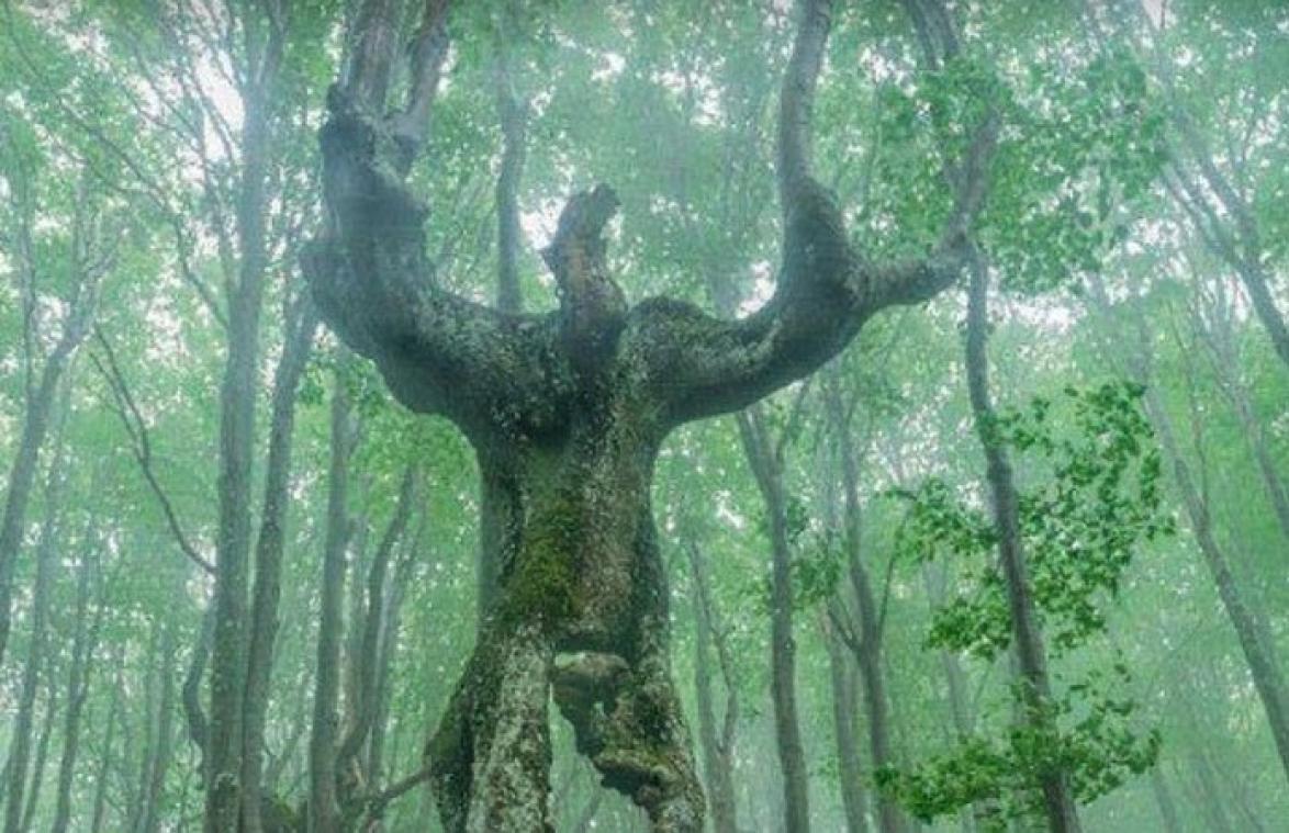 Deze boom wil je écht niet tegenkomen in het bos