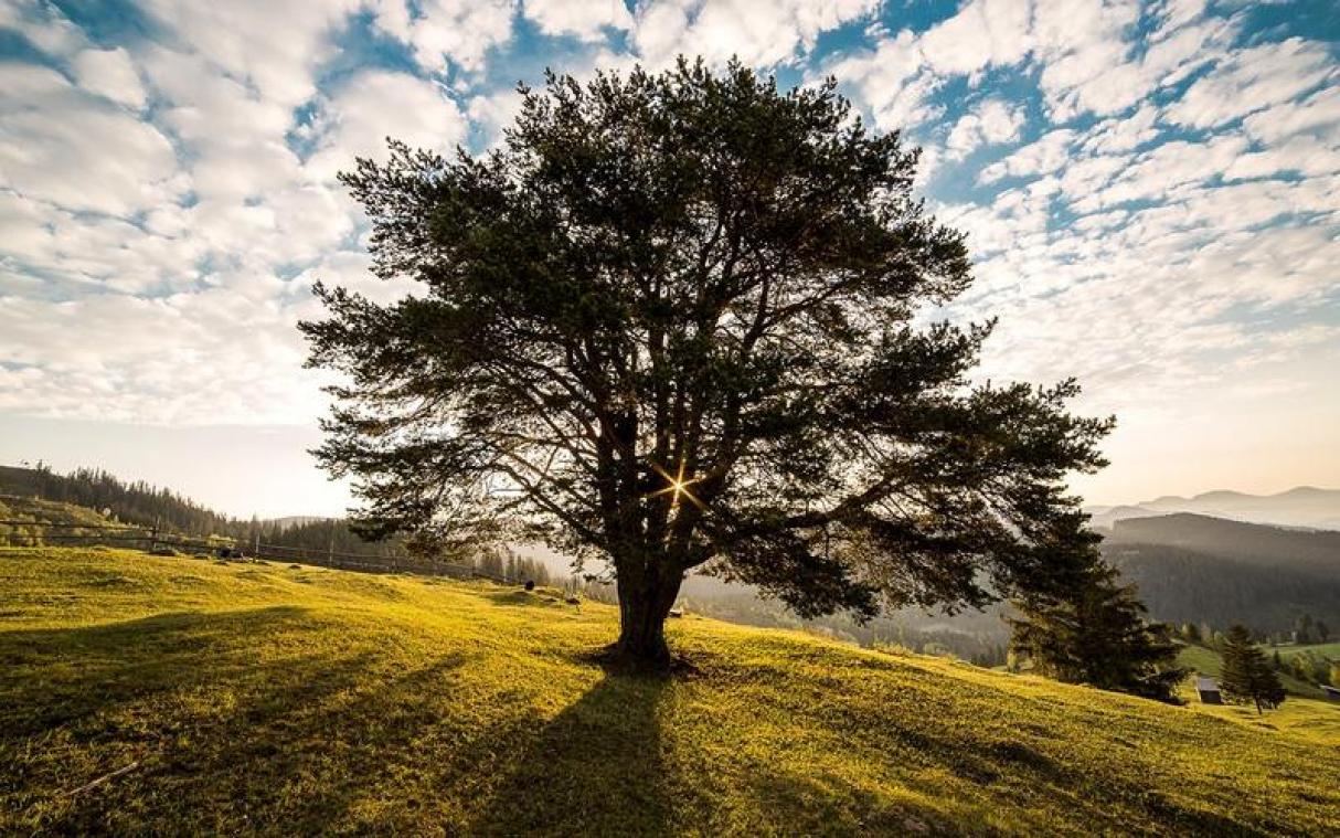 Australiërs vragen bomen massaal om levensproblemen op te lossen
