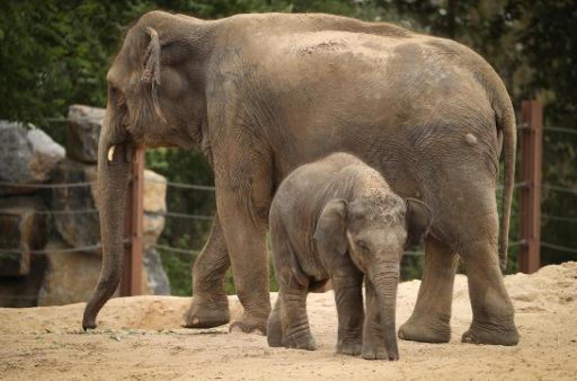 Pairi Daiza wil olifant in het wild uitzetten