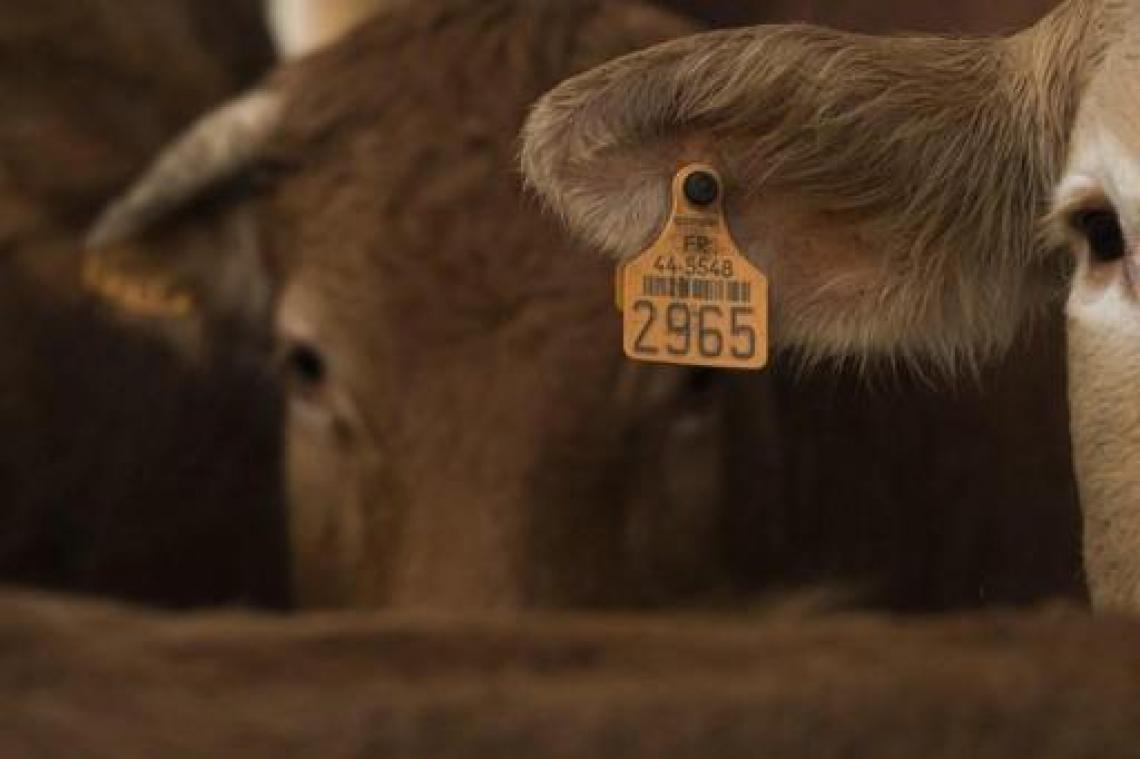 VanDrie start eigen onderzoek naar schokkende beelden