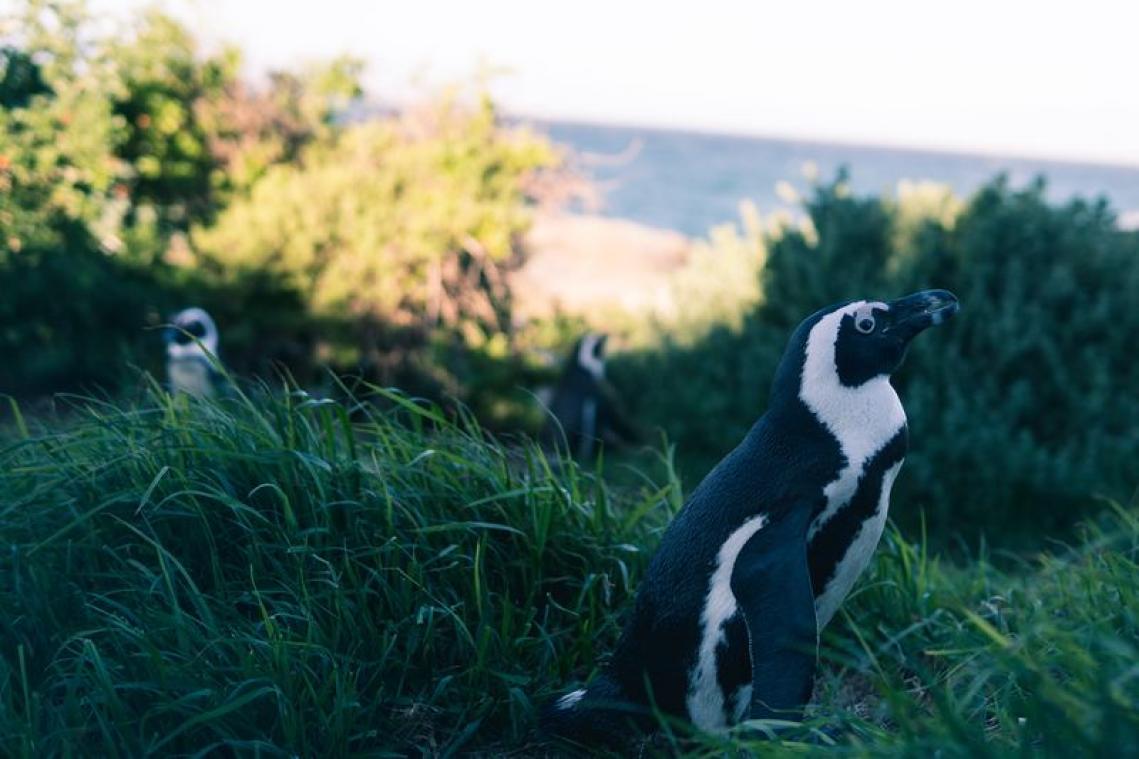 Eiland met duizenden pinguïns te koop