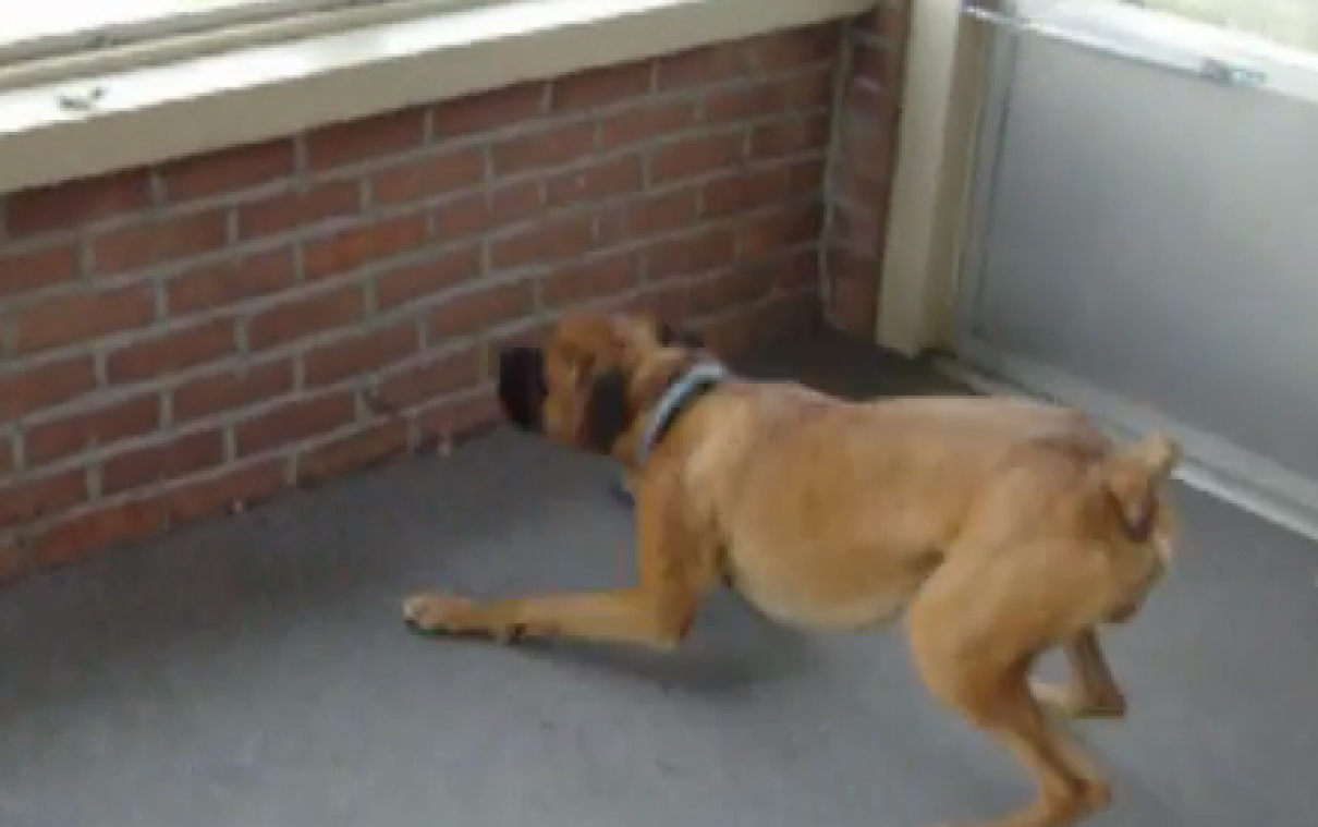 Boxer is bang van een blad