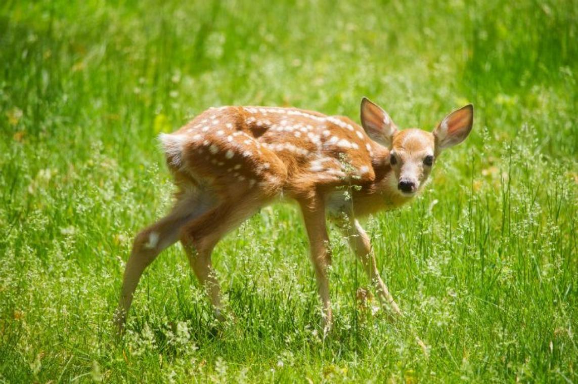 Veroordeelde stroper moet maandelijks naar 'Bambi' kijken
