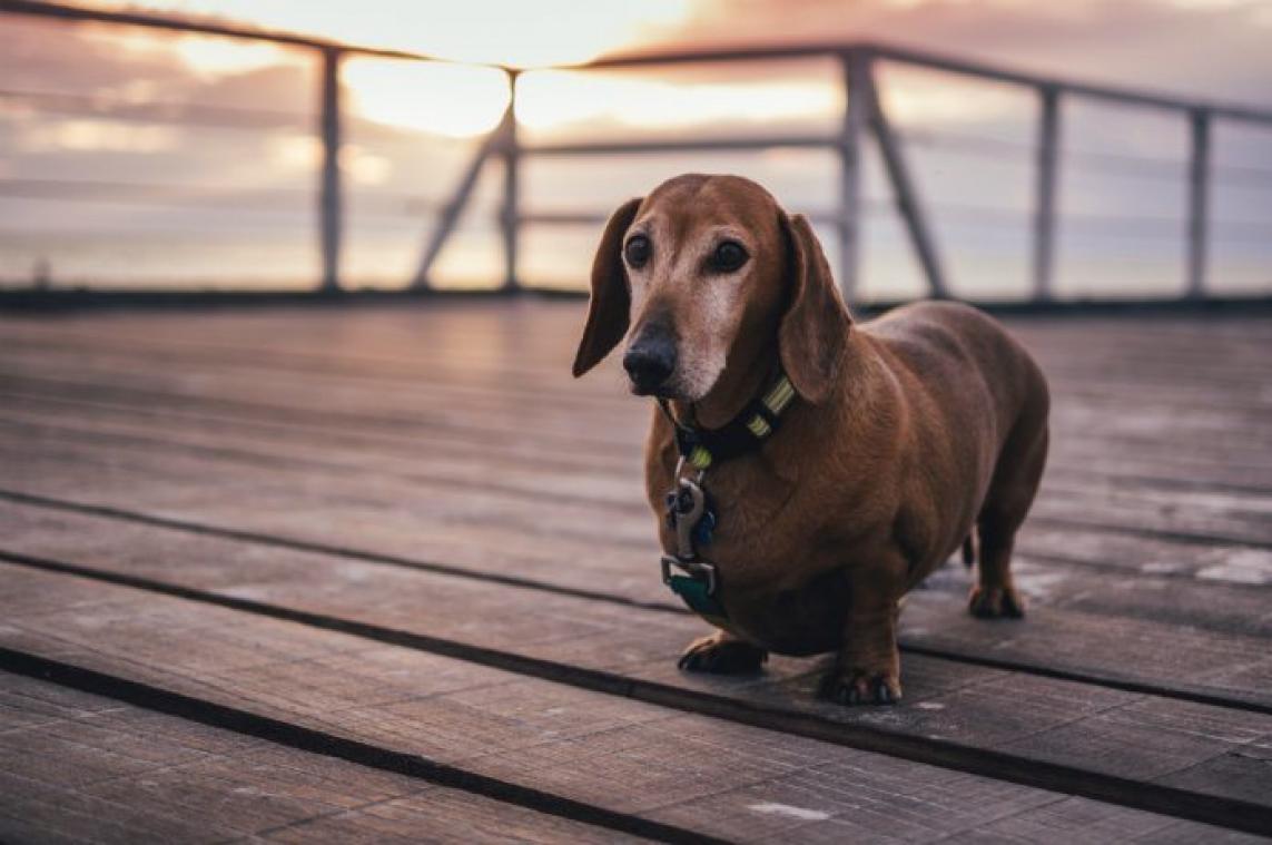 Vijf redenen om een hond te nemen