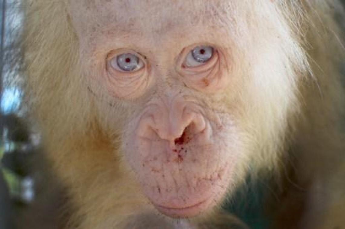 Zeldzame witte orang-oetan mag terug naar de natuur