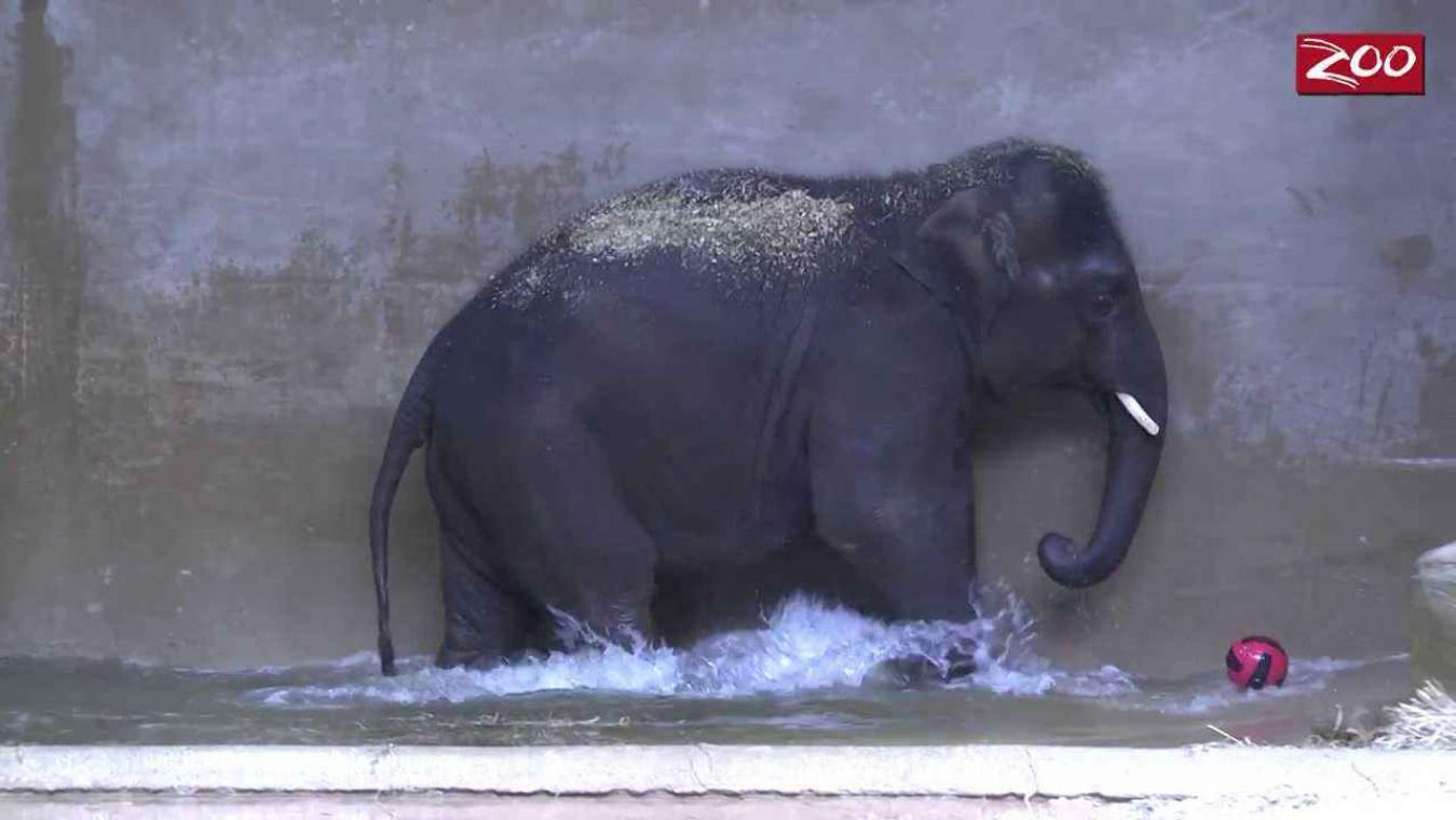 Kan een olifant waterpolo spelen?