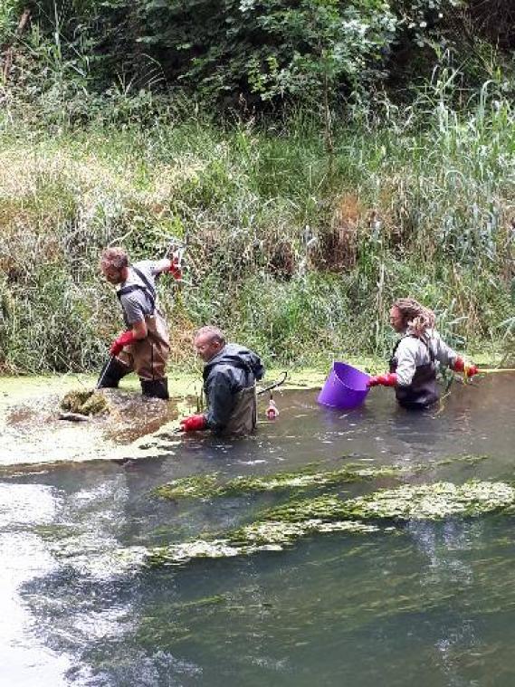 Ook riviervissen blijven niet gespaard van de plastiekvervuiling