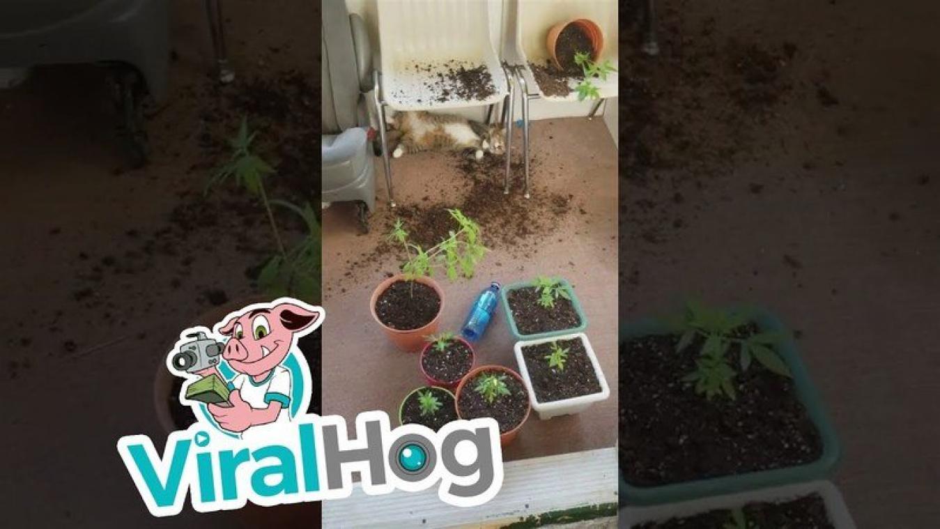 VIDEO. Katten worden stoned door wietplant
