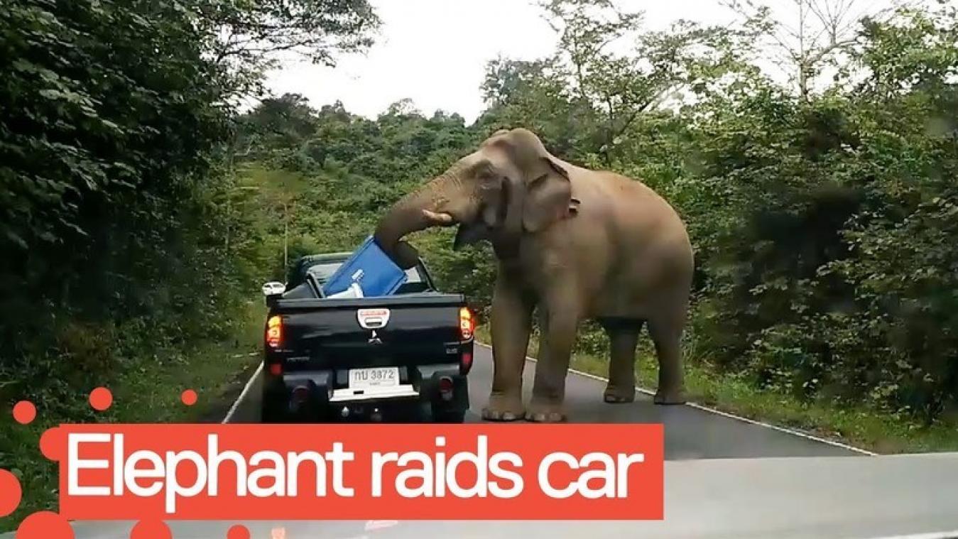 VIDEO. Hangry olifant steelt eten uit auto's