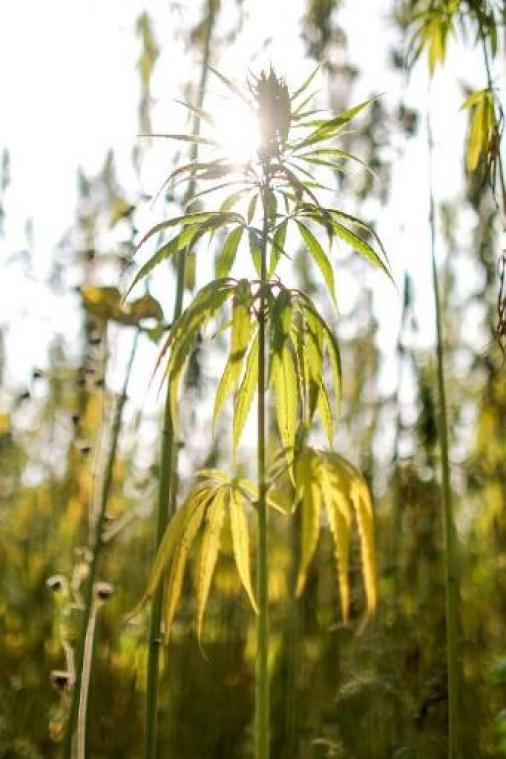 Thais parlement keurt legalisering marihuana voor medisch gebruik goed