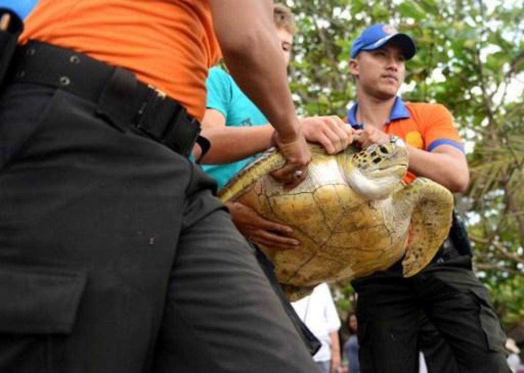 Bedreigde schildpadden weer naar zee gebracht