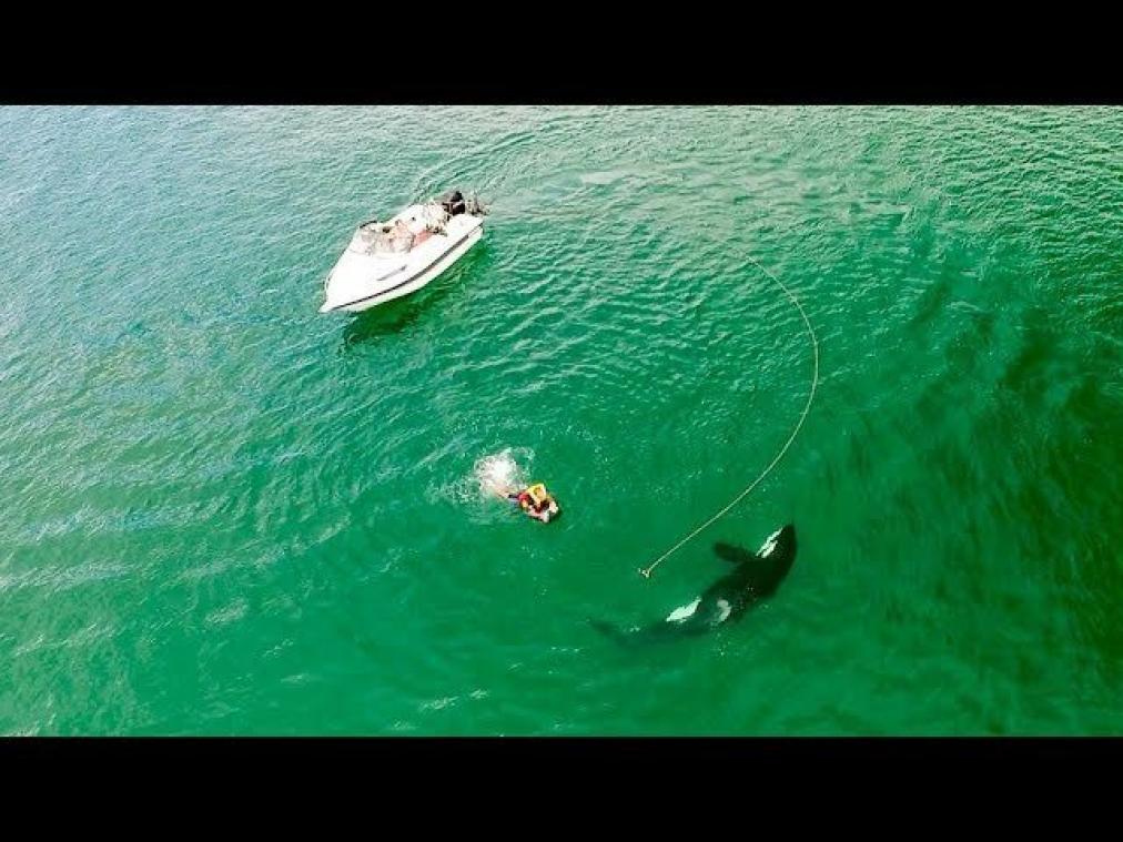 VIDEO. Orka komt snuffelen aan watersporter