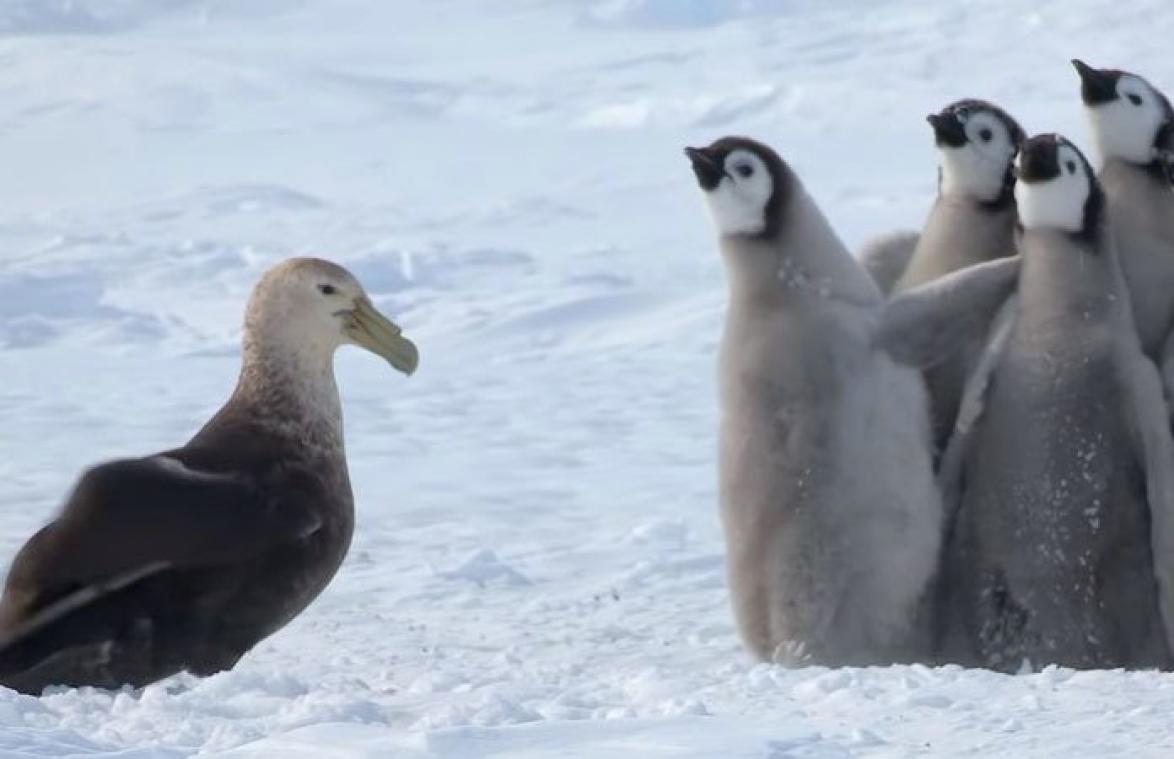 VIDEO. Babypinguïns in nood krijgen hulp uit onverwachte hoek