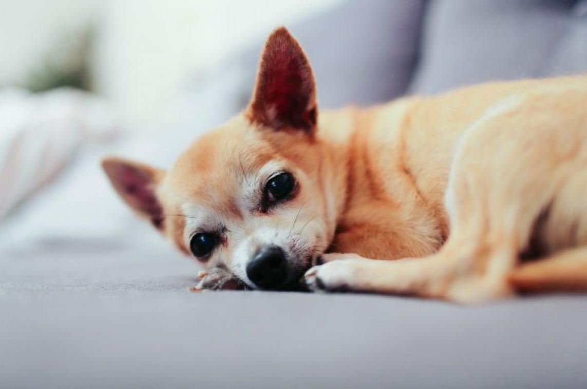 Daarom ligt jouw hond 's nachts wakker