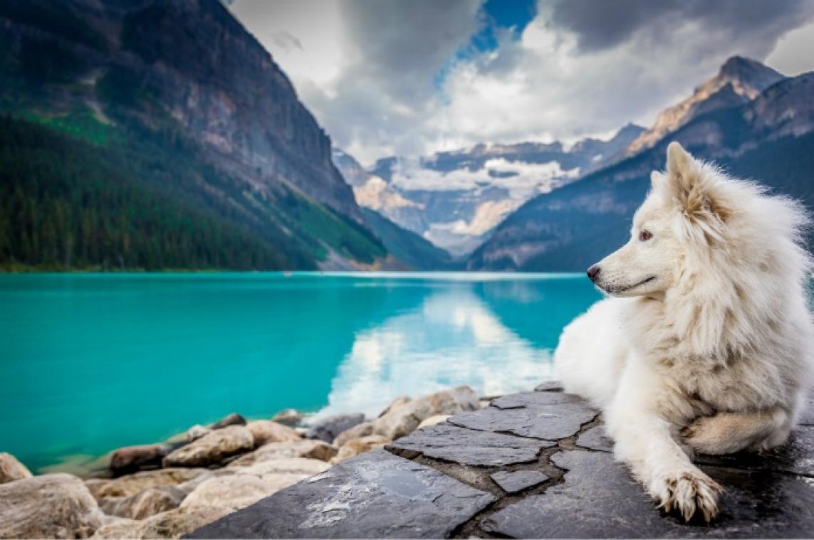 Bizar. Agentschap vertegenwoordigt Instagramhonden