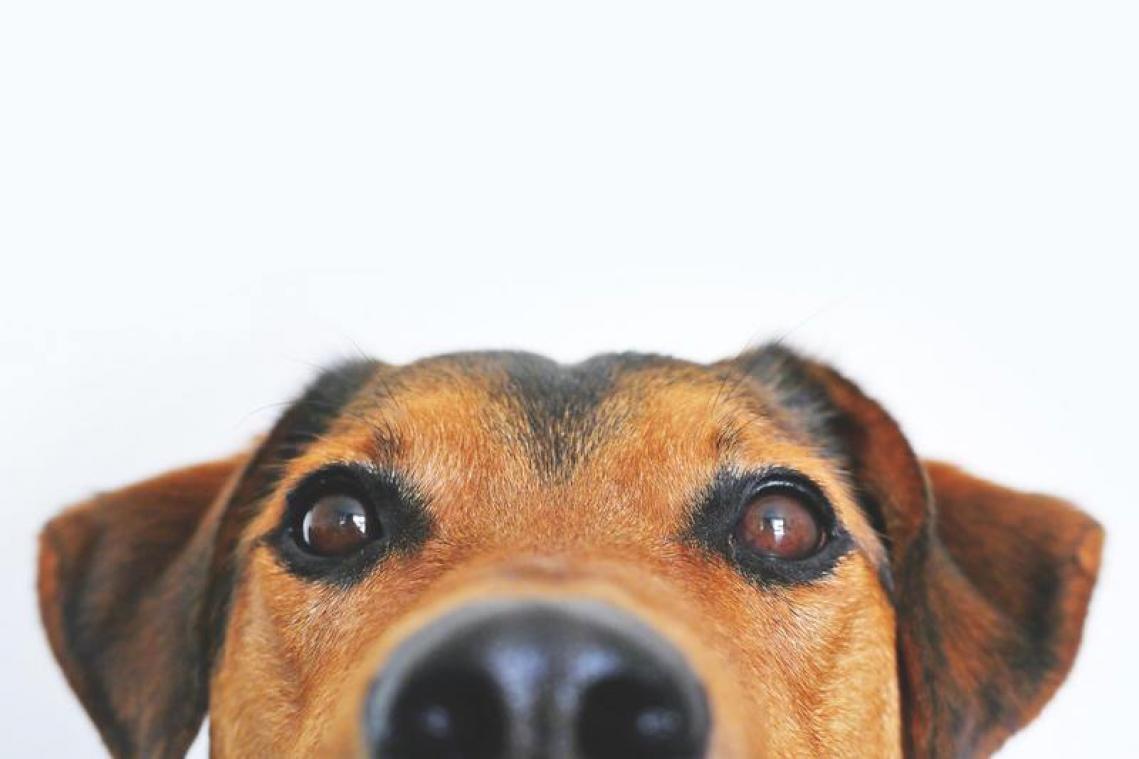 Geef je deze honden een nieuwe thuis?
