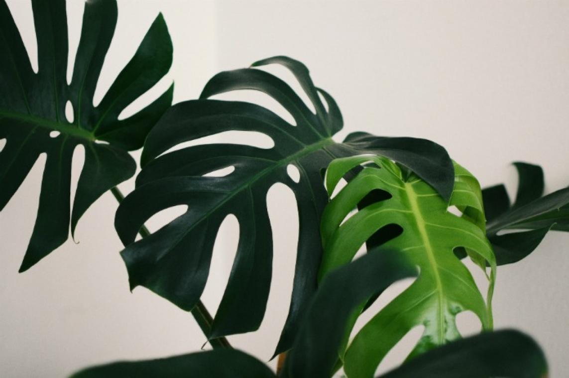 Kerstboom weg? Zo breng je meer groen in je interieur