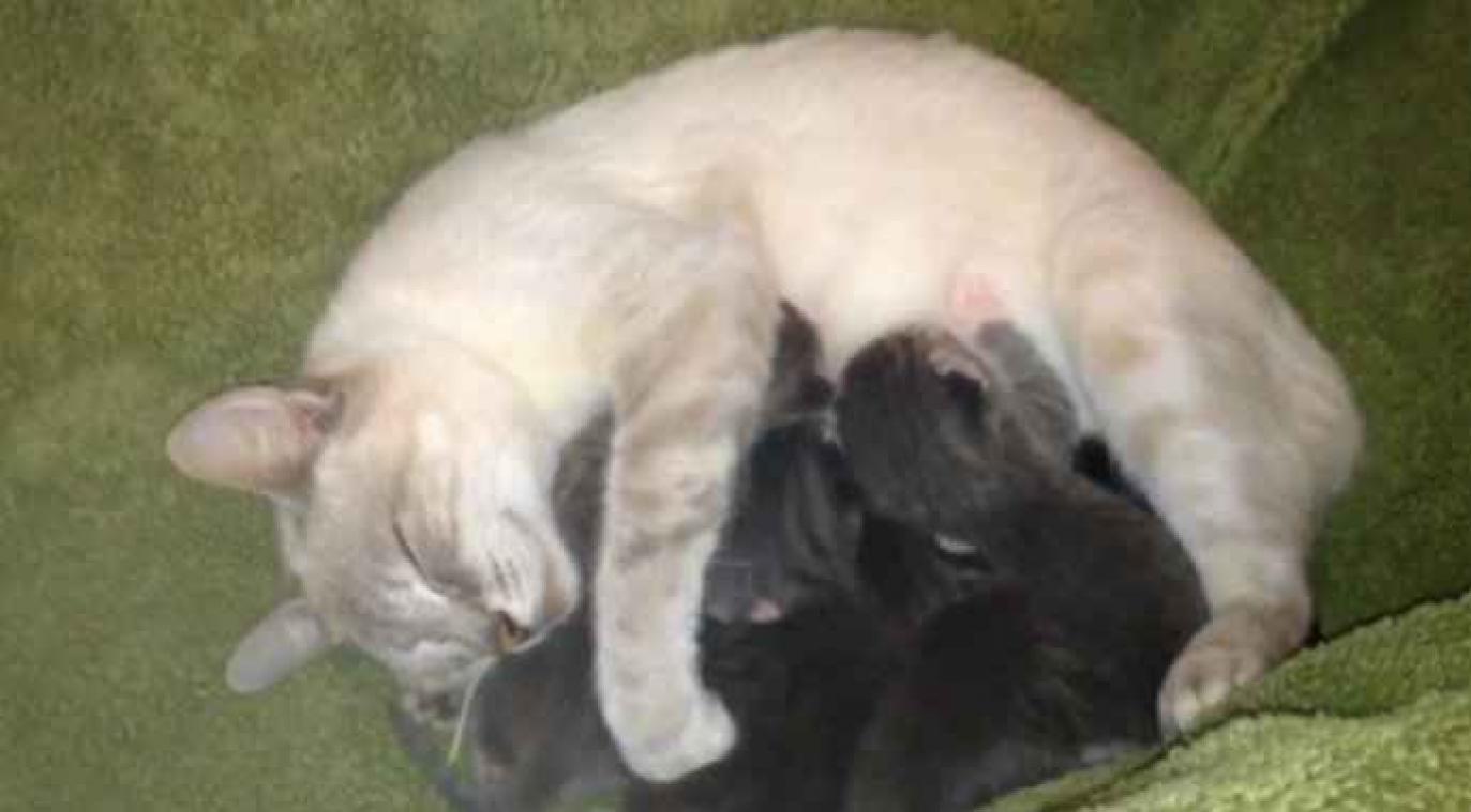Kat zoogt twee chihuahua puppy's